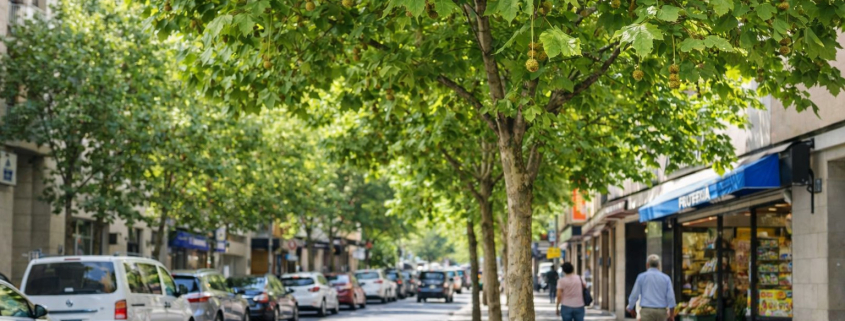 plataneros alergia en primavera
