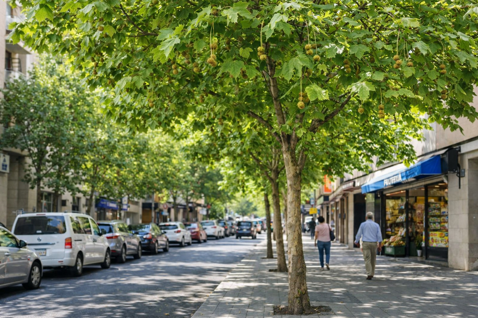 plataneros alergia en primavera